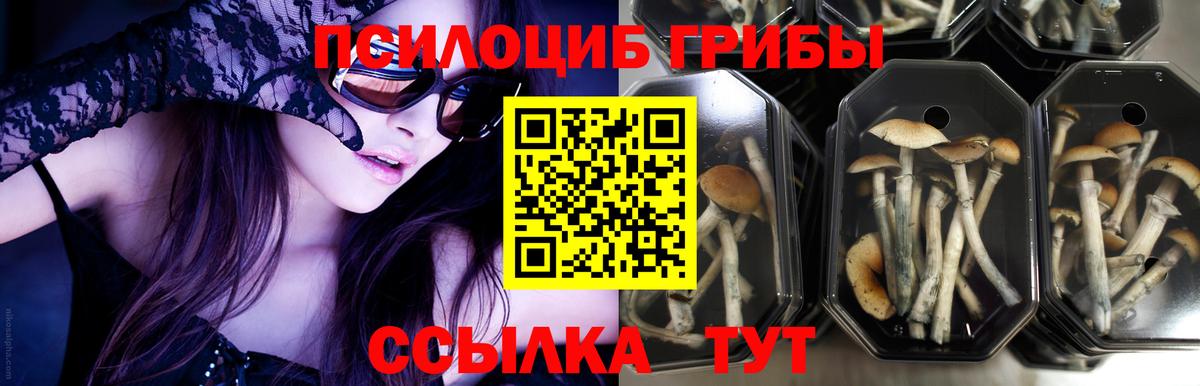 Галлюциногенные грибы Psilocybe  Вход с VPN  купить наркотик  Псилоцибиновые грибы Magic Shrooms  Омск 